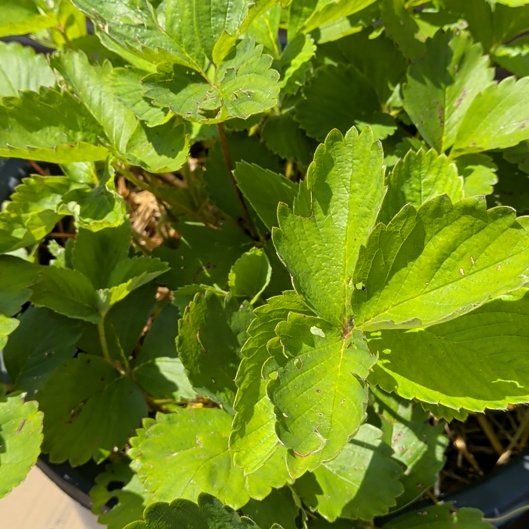 Photo of the plant species Garden Strawberry by @SavvyFirebush93 named Girlfrond on Greg, the plant care app