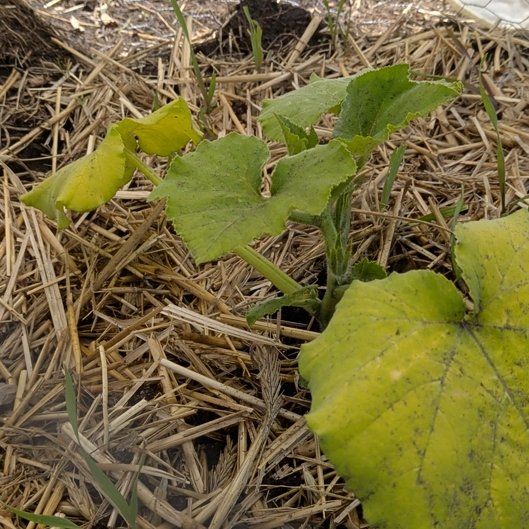 Photo of the plant species Pumpkin by @SavvyFirebush93 named Prince on Greg, the plant care app