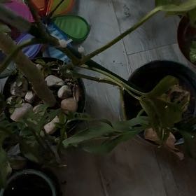 Photo of the plant species Dragon Arum by @GemCosmo32 named Zeus on Greg, the plant care app