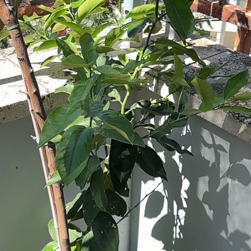 Photo of the plant species Tobacco by @CapableLentil18 named Keanu Leaves on Greg, the plant care app
