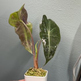 Photo of the plant species Variegated Alocasia Amazonica by @Kalm named Bella on Greg, the plant care app