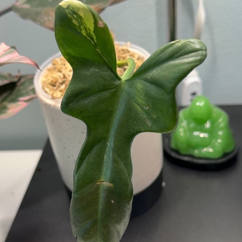 Photo of the plant species Variegated Bipennifolium by @Kalm named Lola on Greg, the plant care app