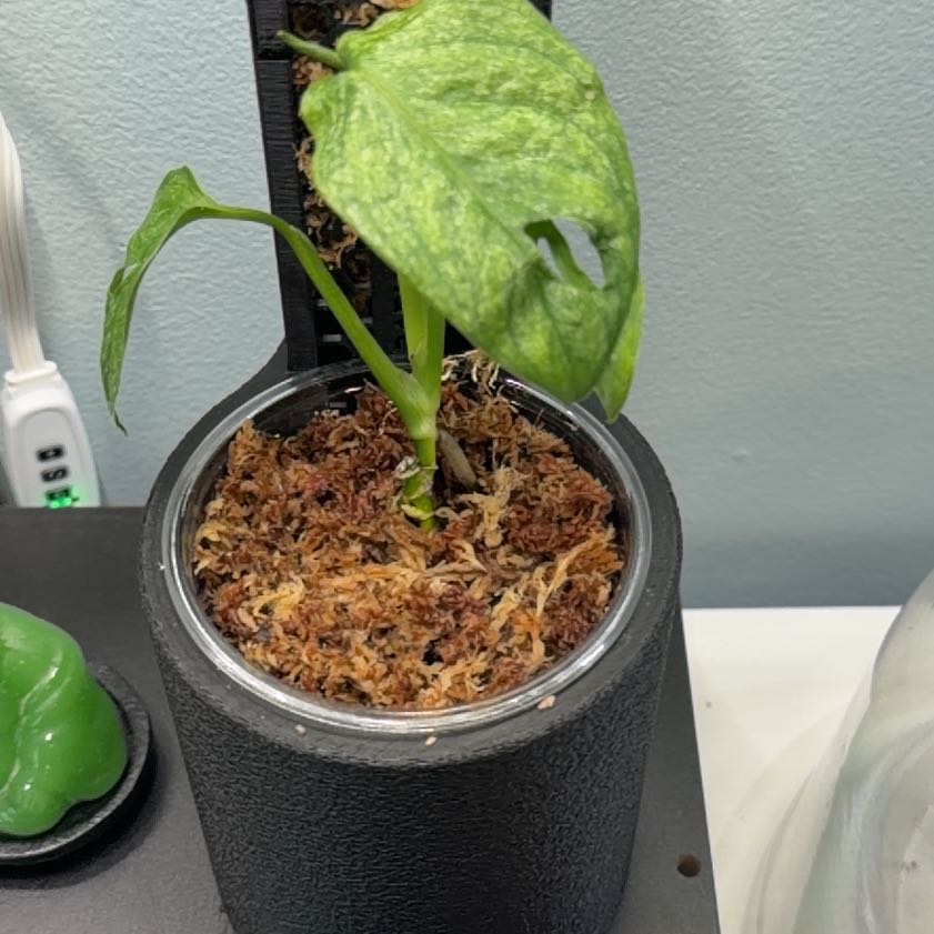 Photo of the plant species Mint Swiss Cheese Monstera by @Kalm named Cleopatra on Greg, the plant care app