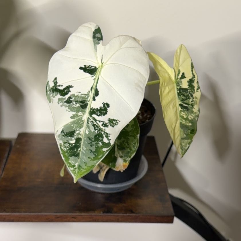 Photo of the plant species Frydek Albo by @Kalm named Plato on Greg, the plant care app