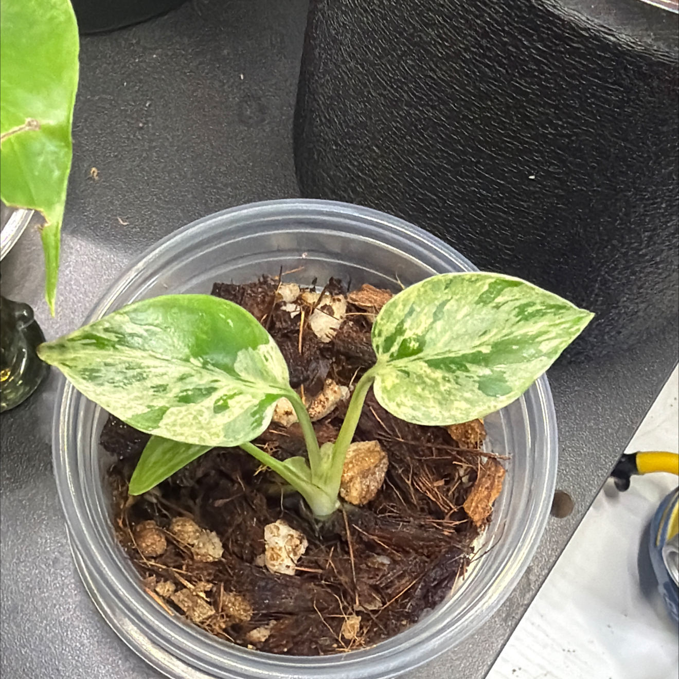 Photo of the plant species Monstera 'Bulbasaur' by @Kalm named Michelle Branch on Greg, the plant care app