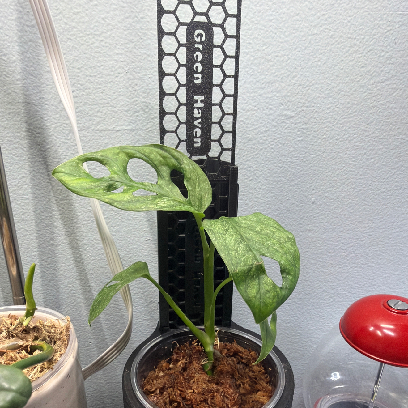 Photo of the plant species Mint Swiss Cheese Monstera by @Kalm named Cleopatra on Greg, the plant care app