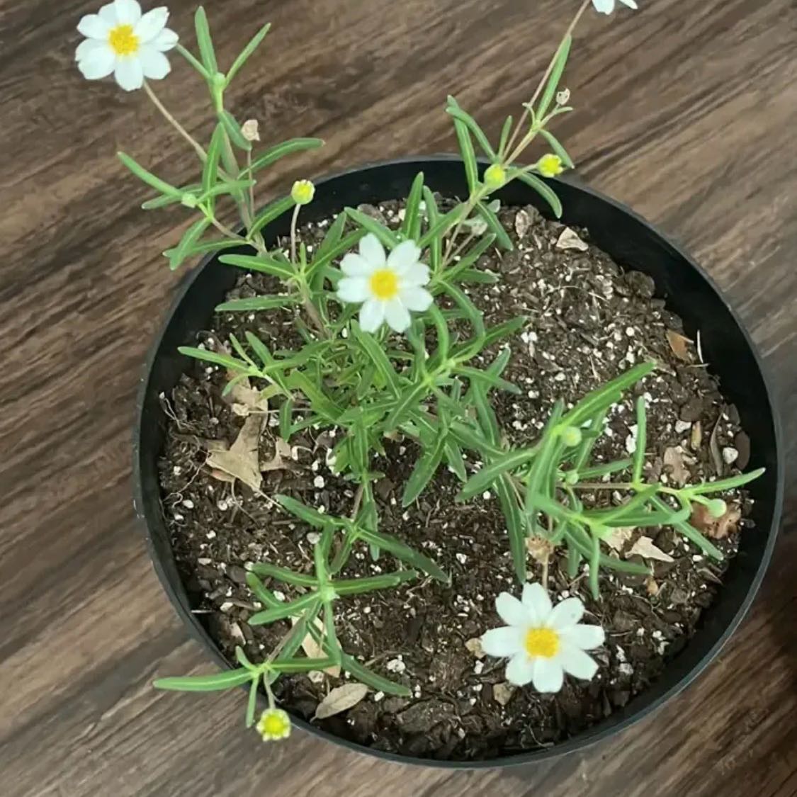 Photo of the plant species Plains Blackfoot by @EarthyOricad70 named Blackfoot Daisy on Greg, the plant care app