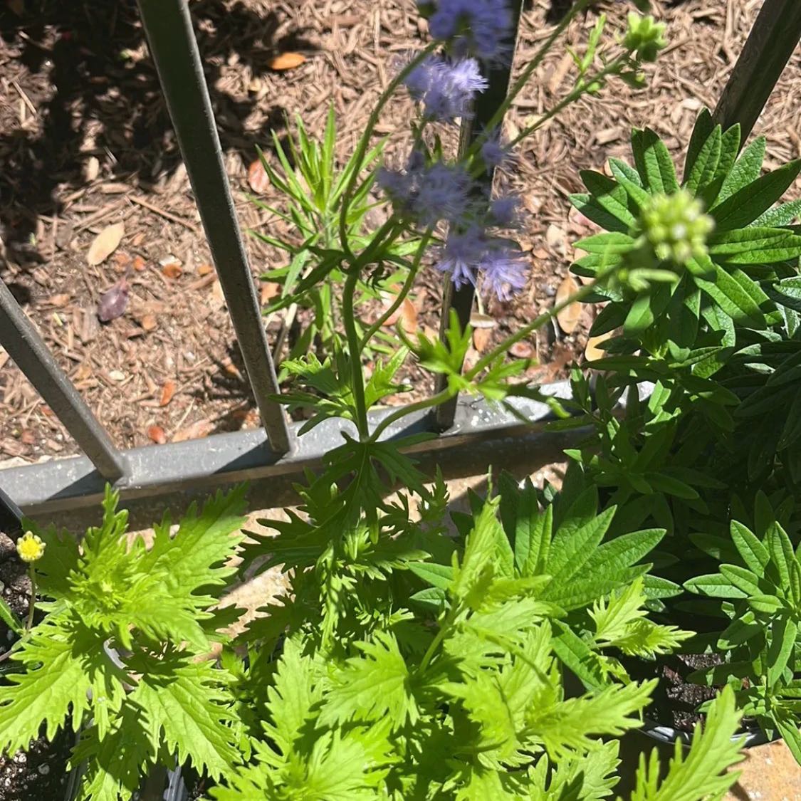 Photo of the plant species Palmleaf Thoroughwort by @EarthyOricad70 named Mistflower on Greg, the plant care app
