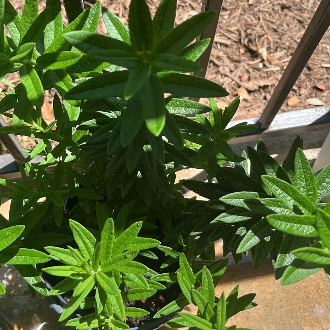 Photo of the plant species Butterfly Weed by @EarthyOricad70 named Monarch on Greg, the plant care app