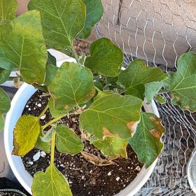 Photo of the plant species Eggplant by @FitOnion71 named James Dean on Greg, the plant care app