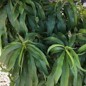 Photo of the plant species Peach Tree by @FitOnion71 named Peaches on Greg, the plant care app
