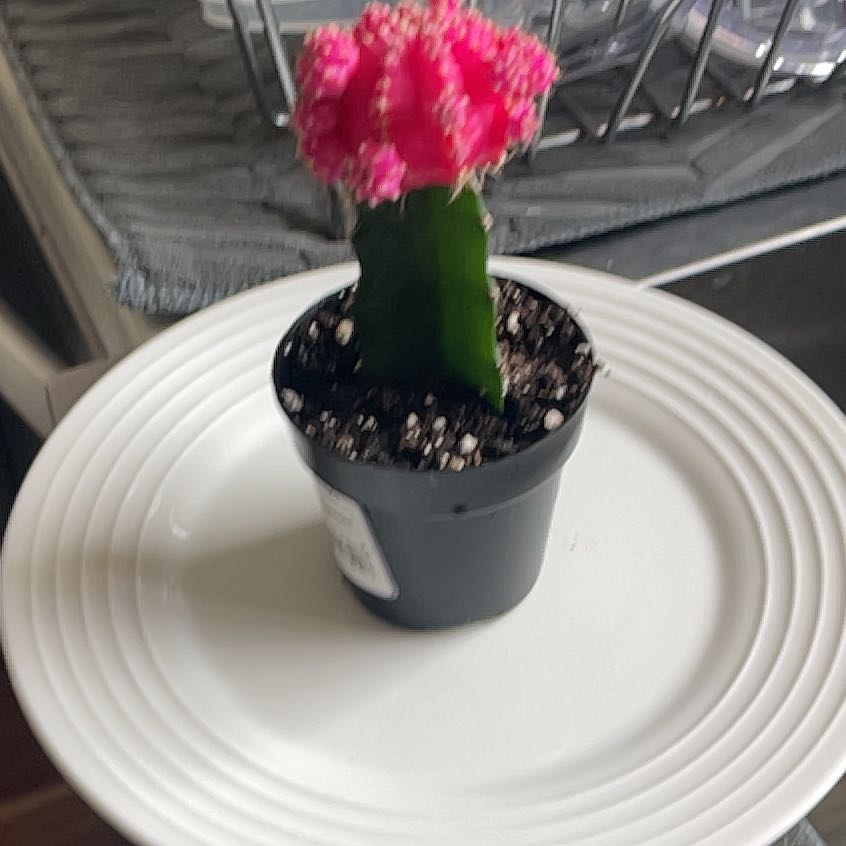 Photo of the plant species Grafted Cacti by @BeautifiedCat39 named Kesha on Greg, the plant care app