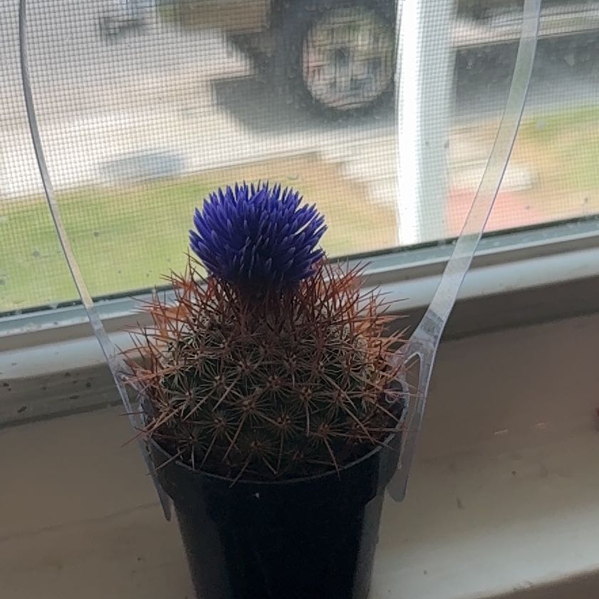 Photo of the plant species El 3in Cacti Asst by @EarthlyLime68 named Miley on Greg, the plant care app