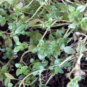 Photo of the plant species Large Thyme by @IconBagpod7 named Harper on Greg, the plant care app