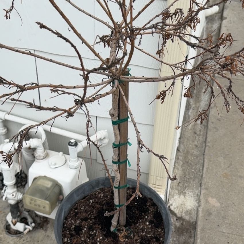 Photo of the plant species Houghton's Hybrid by @BiggestCowpea40 named Willow on Greg, the plant care app