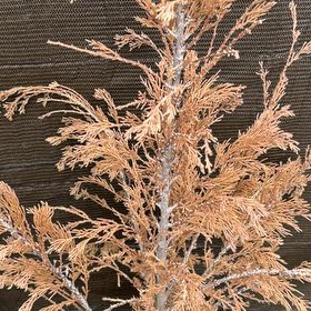Photo of the plant species Japanese Cedar by @BiggestCowpea40 named Taylor Swift on Greg, the plant care app