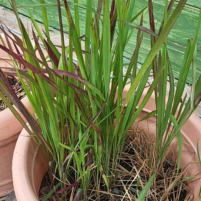 Photo of the plant species Cogon Grass by @Renimon20 named Rainier on Greg, the plant care app