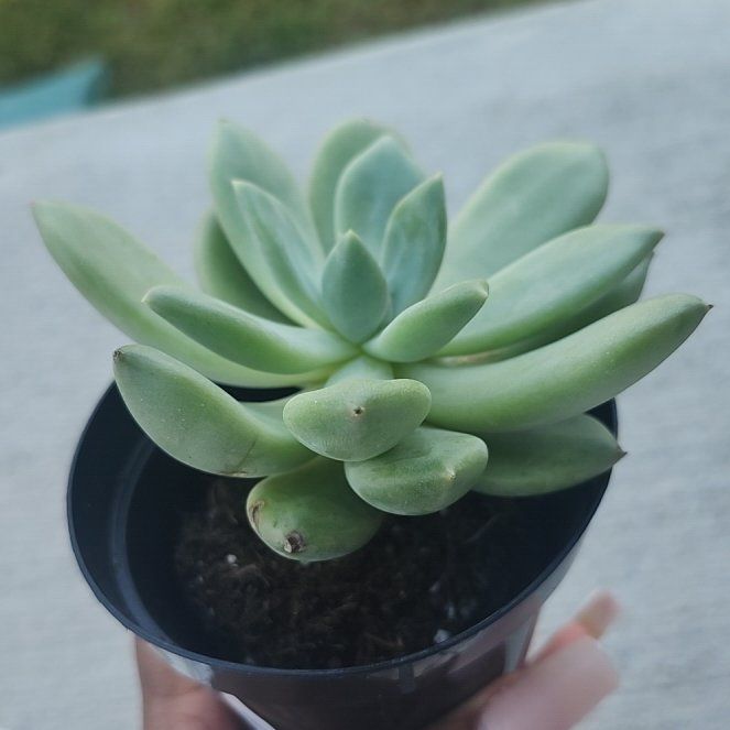 Photo of the plant species Succulent by @FastSapote46 named Margaret on Greg, the plant care app