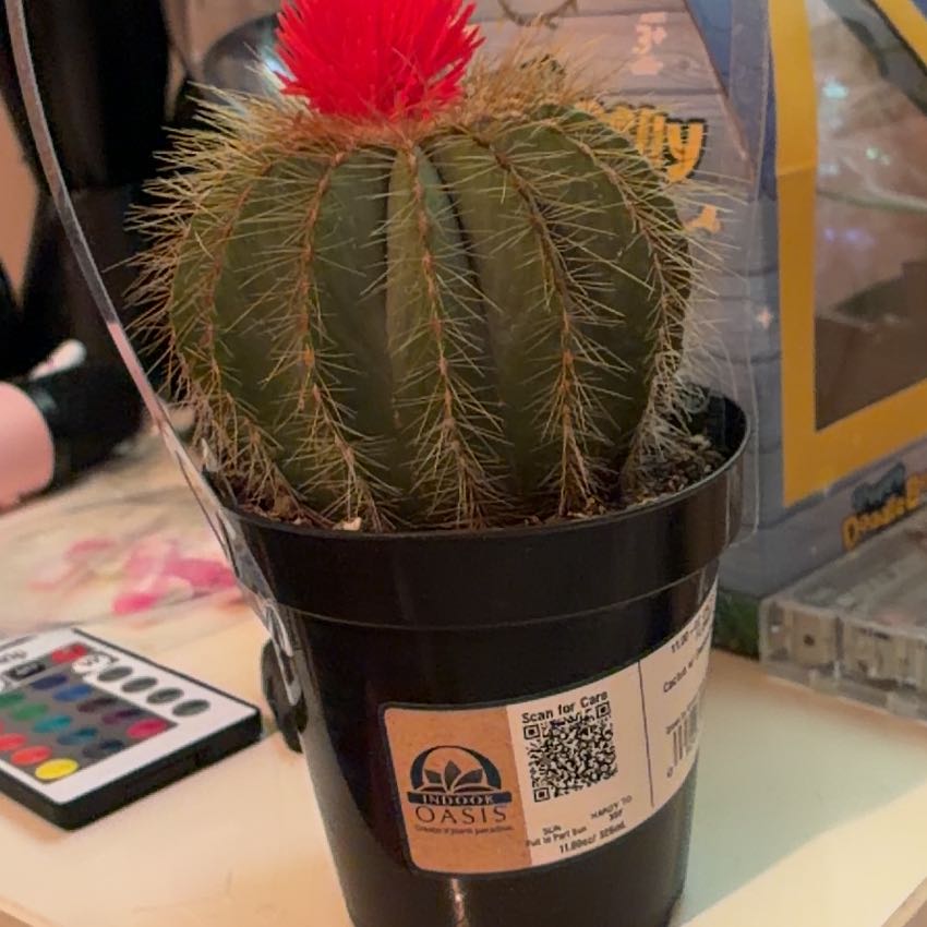 Photo of the plant species cactus by @ProPunanova71 named Sally on Greg, the plant care app