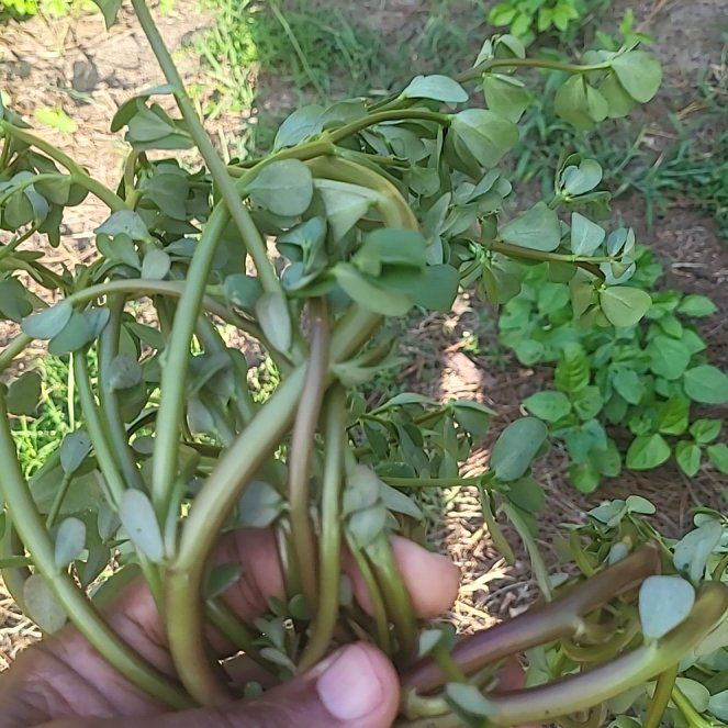 Photo of the plant species Tree Stonecrop by @WiseBigfoot83 named Elle on Greg, the plant care app
