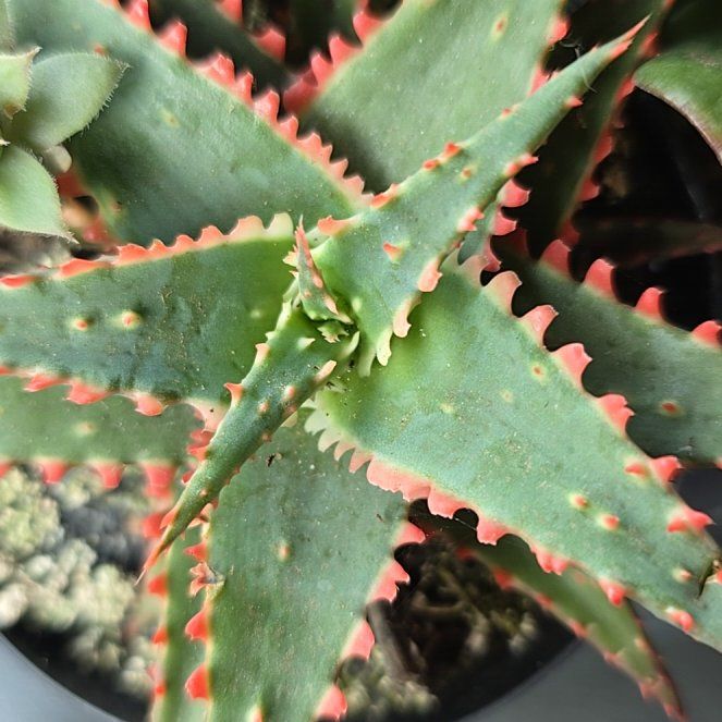 Photo of the plant species Lily of the Desert by @ArtisanMarimo74 named Athena on Greg, the plant care app