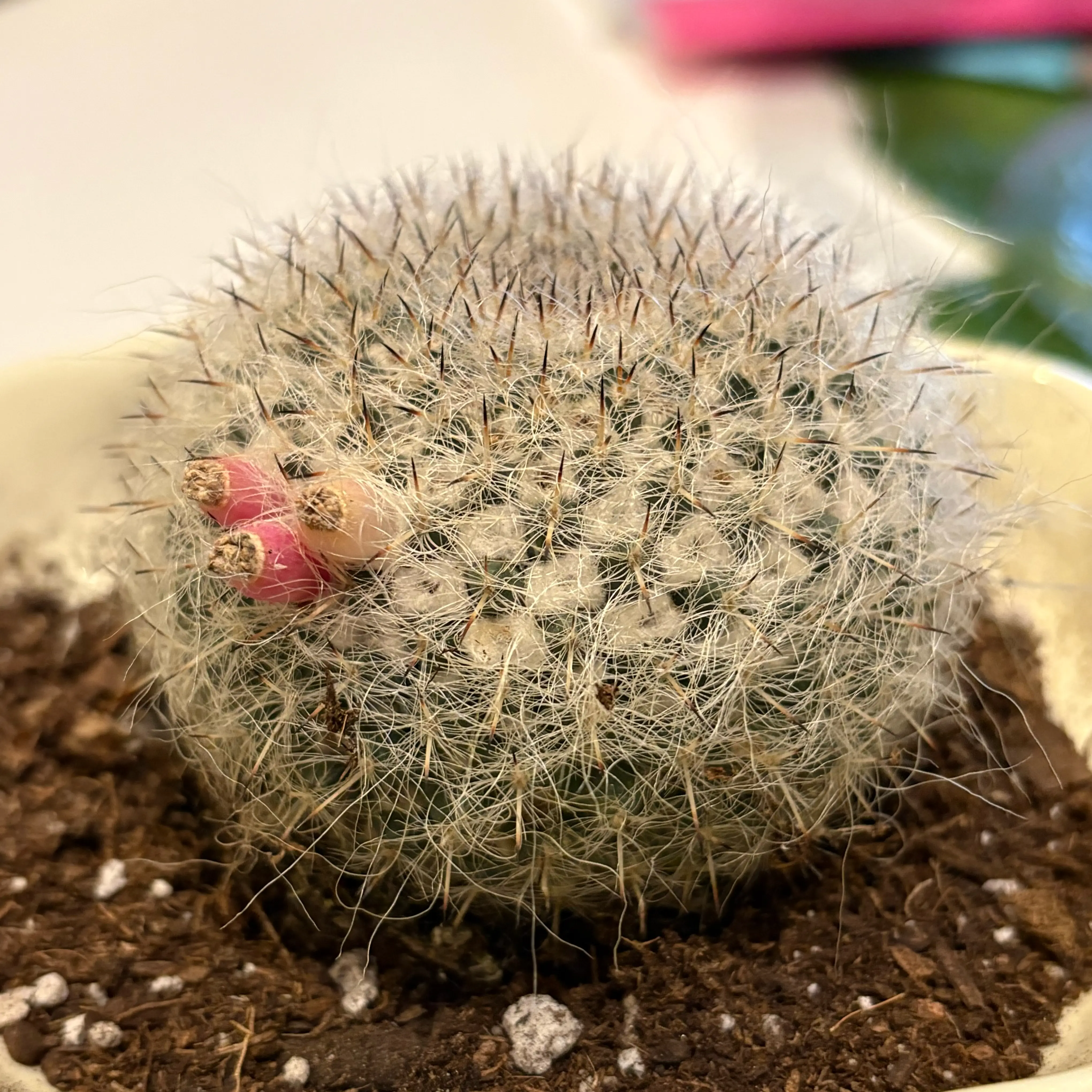 Photo of the plant species Old Lady Cactus by @RadDecodon97 named MoMii on Greg, the plant care app