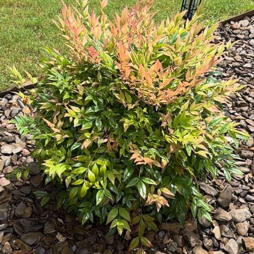 Photo of the plant species Sacred Bamboo by @FullCatthyme89 named Einstein on Greg, the plant care app