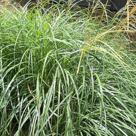 Photo of the plant species Maiden Grass by @FullCatthyme89 named Leaf Erickson on Greg, the plant care app