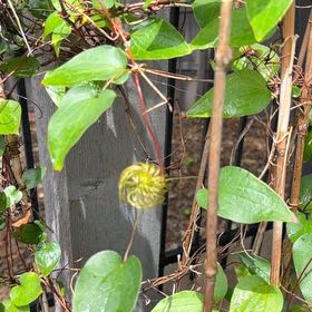 Photo of the plant species Purple Clematis by @FullCatthyme89 named Surya on Greg, the plant care app