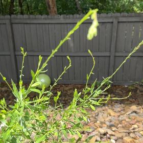 Photo of the plant species Lindheimer's Beeblossom by @FullCatthyme89 named Peter Parker on Greg, the plant care app