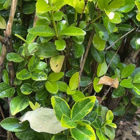Photo of the plant species Japanese Spindle by @FullCatthyme89 named Figyonce on Greg, the plant care app