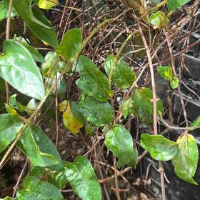 Photo of the plant species Japanese Honeysuckle by @FullCatthyme89 named Harry on Greg, the plant care app