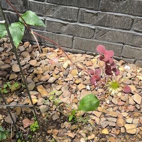 Photo of the plant species Crimson Clematis by @FullCatthyme89 named Treeyoncé on Greg, the plant care app