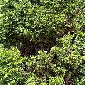 Photo of the plant species Japanese Cedar by @FullCatthyme89 named Rosa on Greg, the plant care app