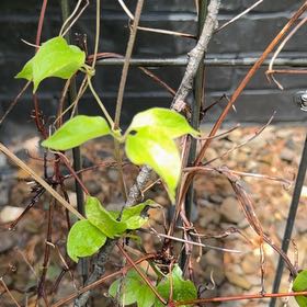 Photo of the plant species Purple Clematis by @FullCatthyme89 named Wall-E on Greg, the plant care app