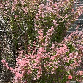 Photo of the plant species Japanese Barberry by @FullCatthyme89 named Bella on Greg, the plant care app