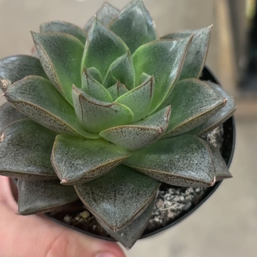 Photo of the plant species Echeveria purpusorum by @LovelyRedlion1 named Oppenheimer on Greg, the plant care app