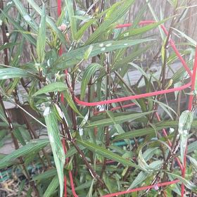 Photo of the plant species Mexican Bluebell by @PetBaytree51 named Kobe on Greg, the plant care app