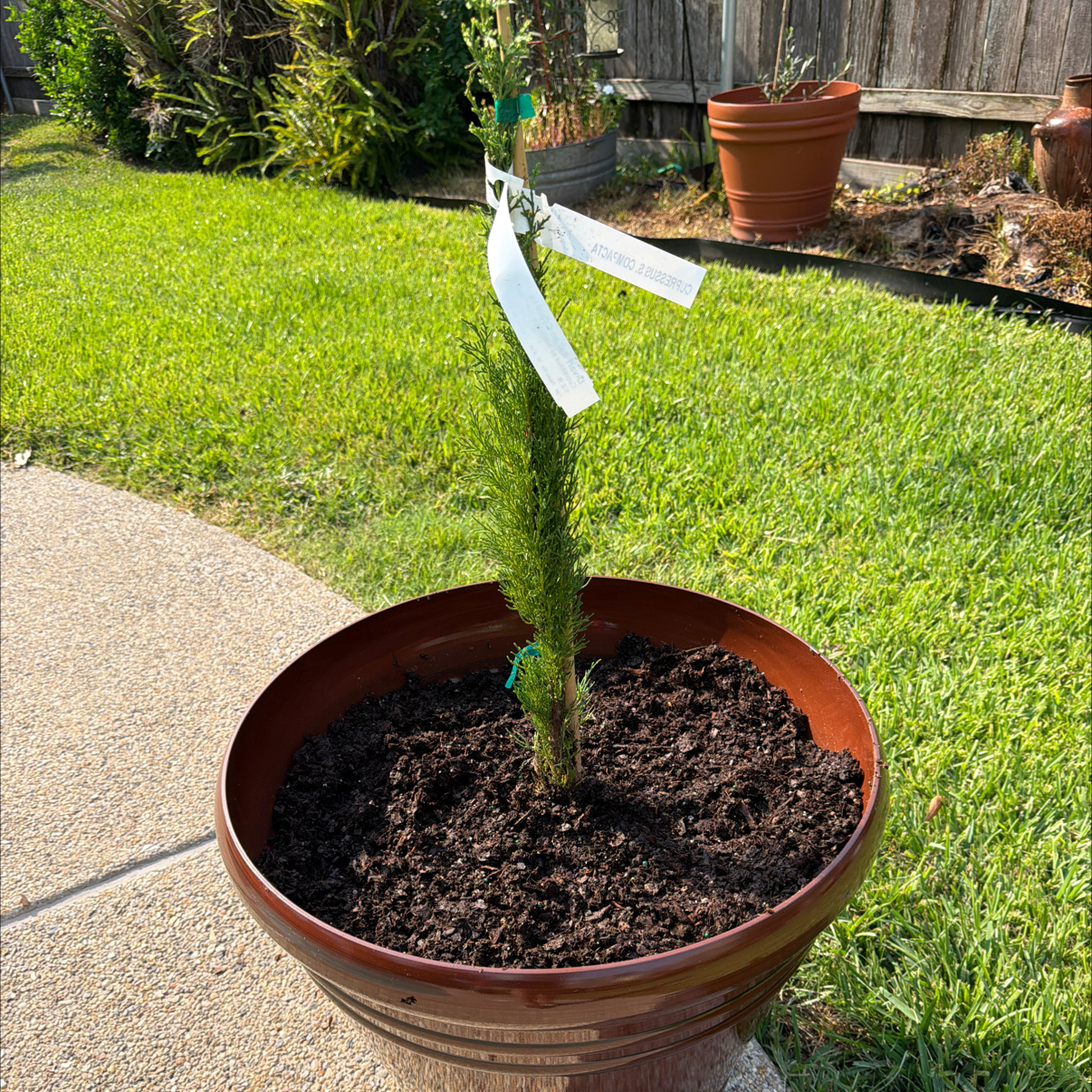 Photo of the plant species Dwarf Cypress by @PetBaytree51 named Bigleef Smalls on Greg, the plant care app