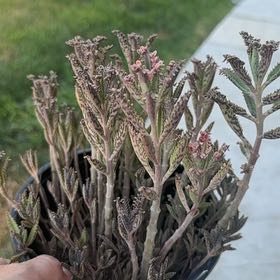 Photo of the plant species Houghton's Hybrid by @WeightyCactus45 named Eva on Greg, the plant care app