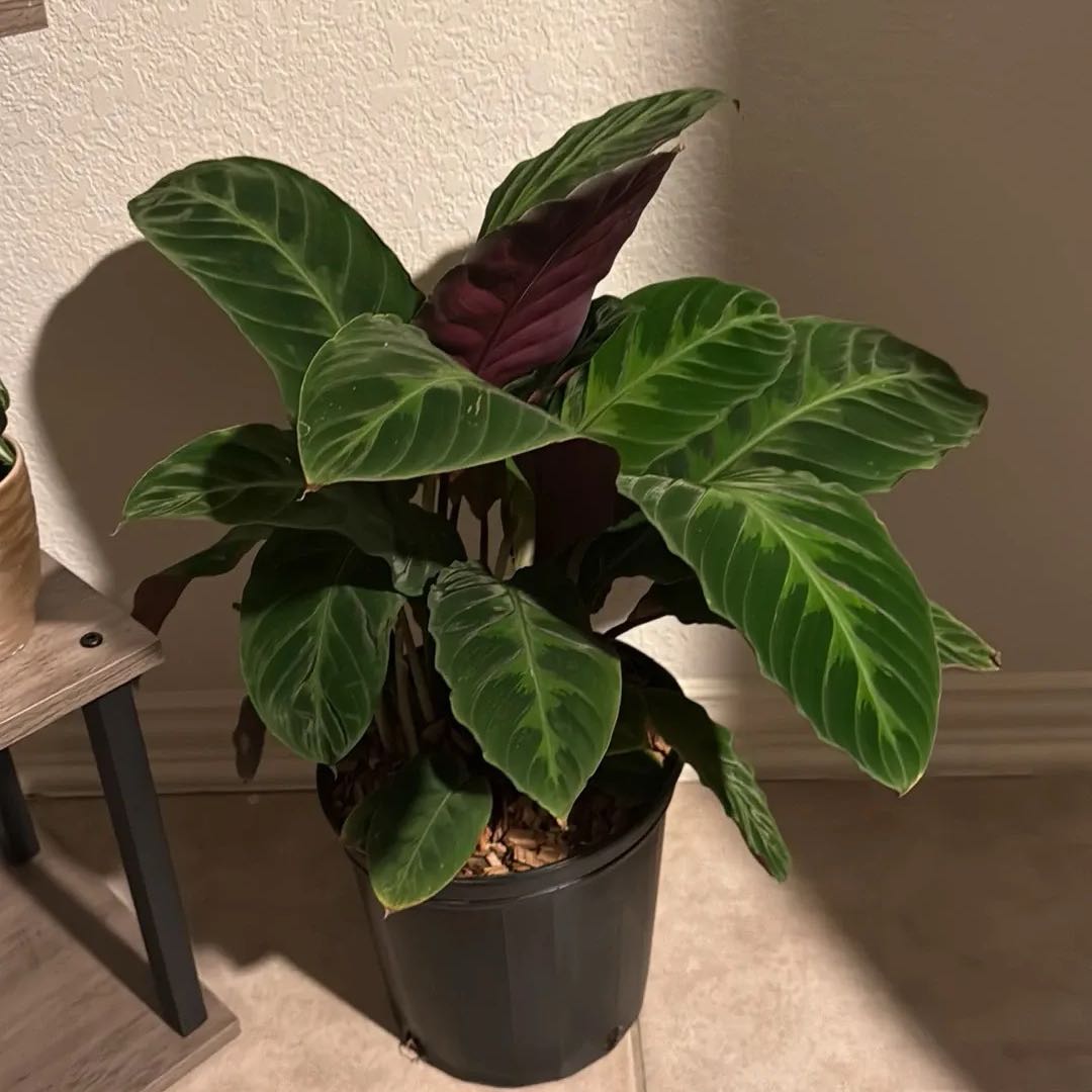 Photo of the plant species Calathea Warscewiczii by @TiptopDyebush72 named Clara on Greg, the plant care app