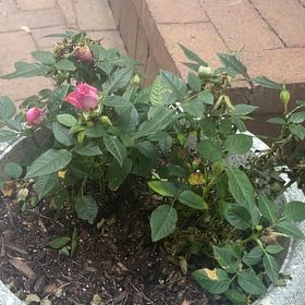 Photo of the plant species Baby Paradise Sunblaze Miniature Rose by @ProChards24 named Cleopatra on Greg, the plant care app