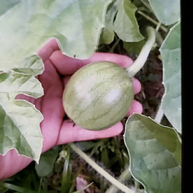 Photo of the plant species Watermelon by @LushMystax89 named Xena on Greg, the plant care app