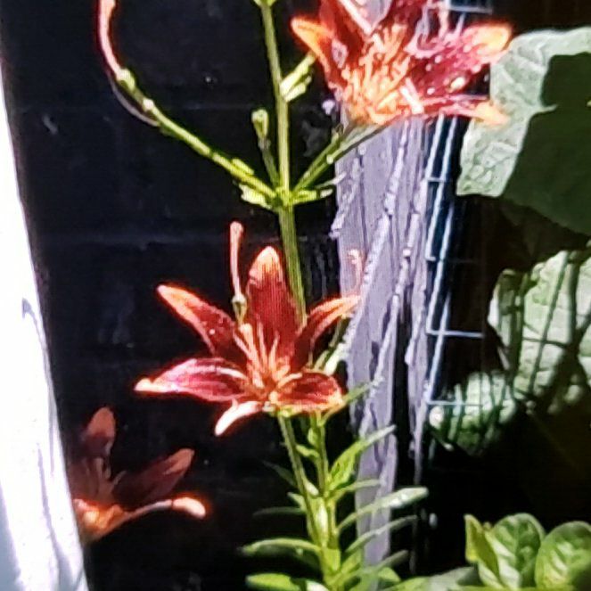 Photo of the plant species Western Red Lily by @LushMystax89 named Zion on Greg, the plant care app