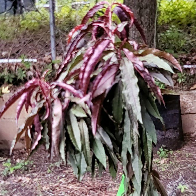Photo of the plant species Peach Tree by @LushMystax89 named Tree Diddy on Greg, the plant care app