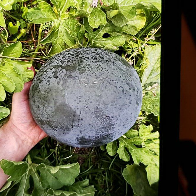 Photo of the plant species Watermelon by @LushMystax89 named Elle on Greg, the plant care app