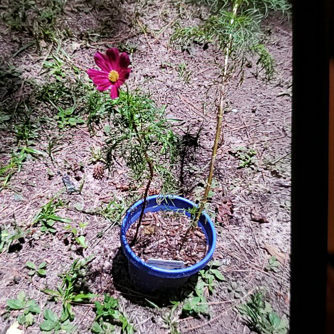 Photo of the plant species Garden Cosmos by @LushMystax89 named Beyonce on Greg, the plant care app