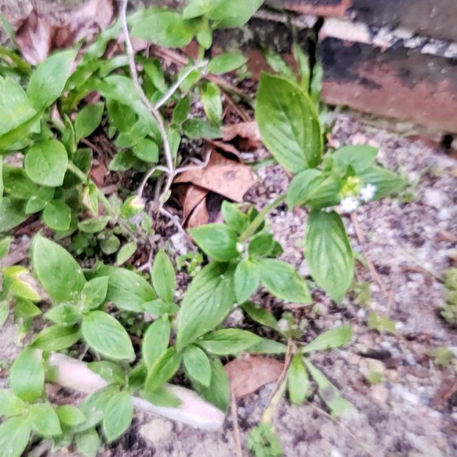 Photo of the plant species Mint by @LushMystax89 named Baesil on Greg, the plant care app