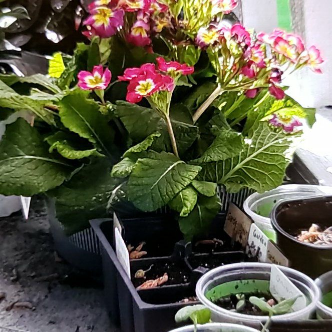 Photo of the plant species Common Primrose by @LushMystax89 named Kylie on Greg, the plant care app