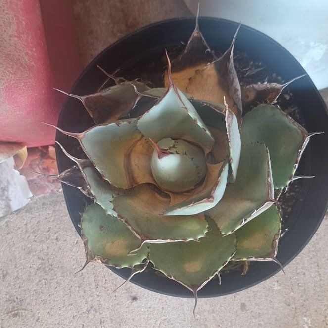 Photo of the plant species Parry's Agave by @HarmlessAlula39 named Luna on Greg, the plant care app